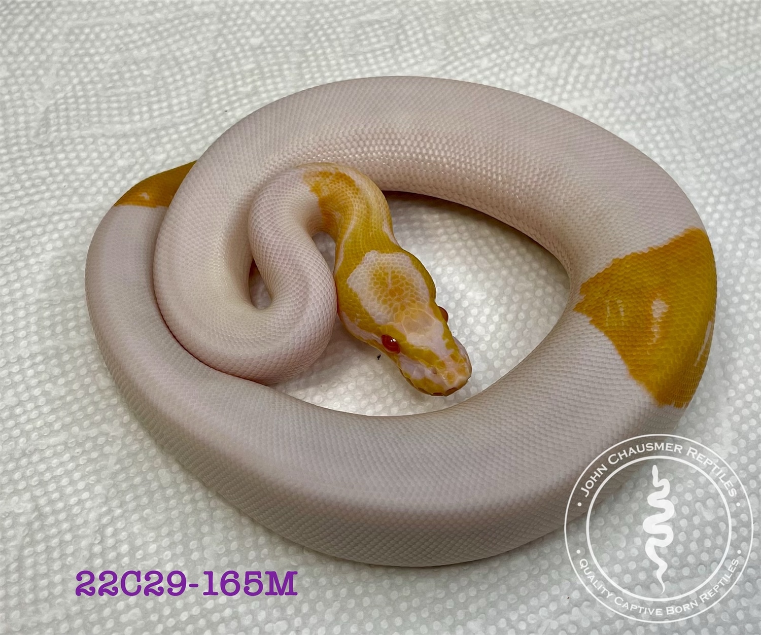 Albino Piebald Ball Python by John Chausmer Reptiles - MorphMarket