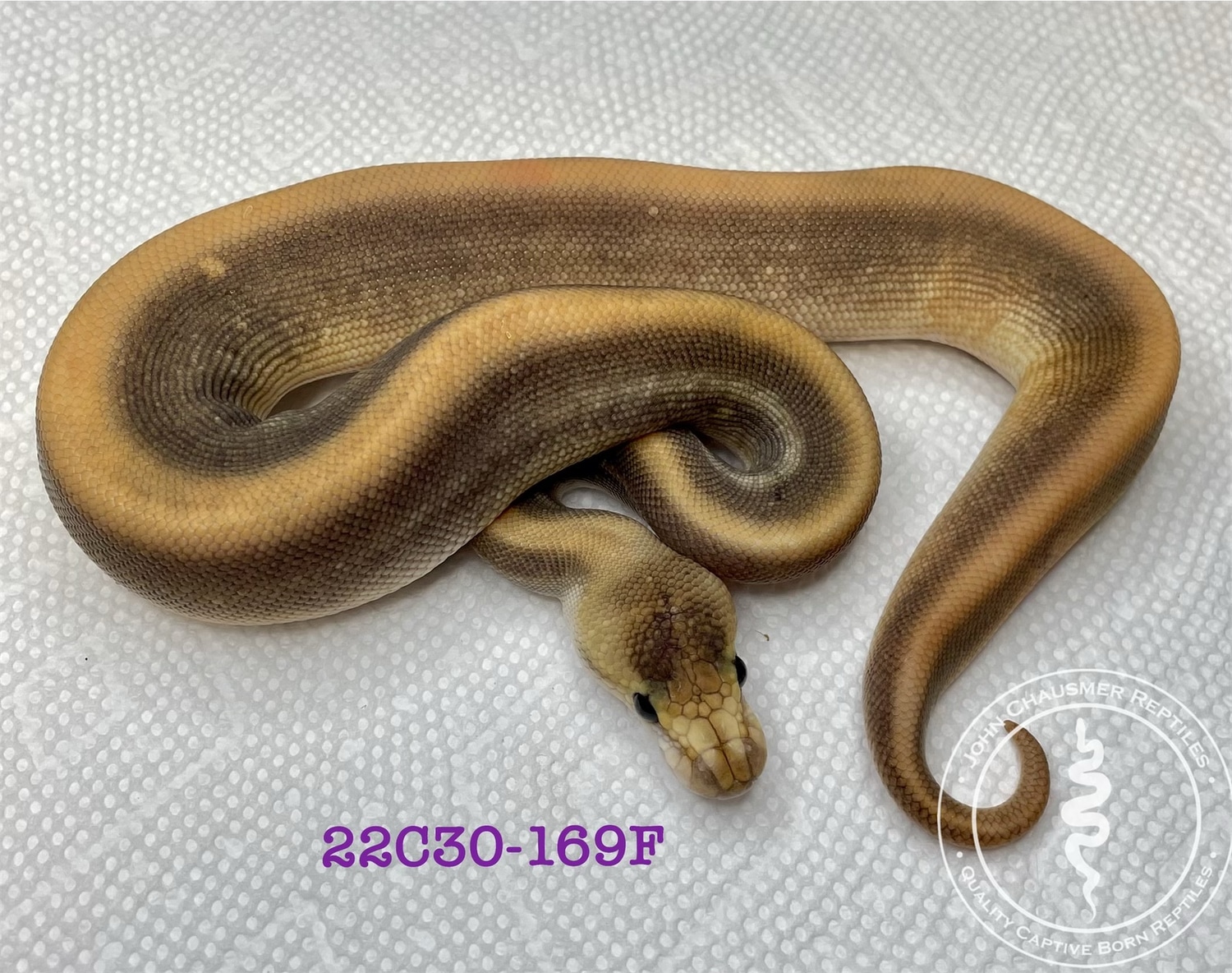 Champagne Cinnamon GHI Ball Python by John Chausmer Reptiles - MorphMarket