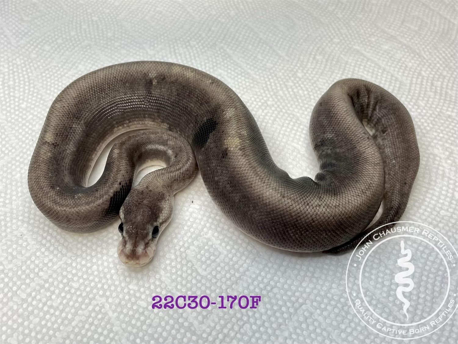 Super Pastel Cinnamon Ball Python by John Chausmer Reptiles - MorphMarket