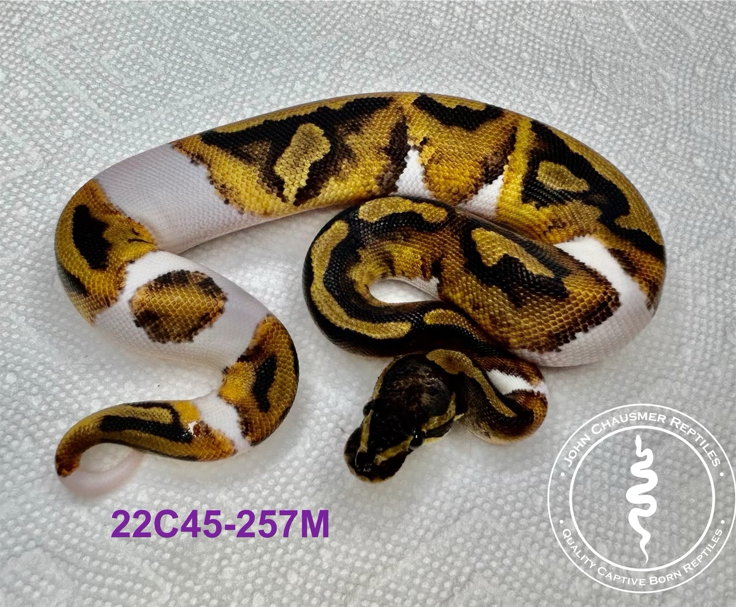 Piebald Het VPI Axanthic Ball Python by John Chausmer Reptiles
