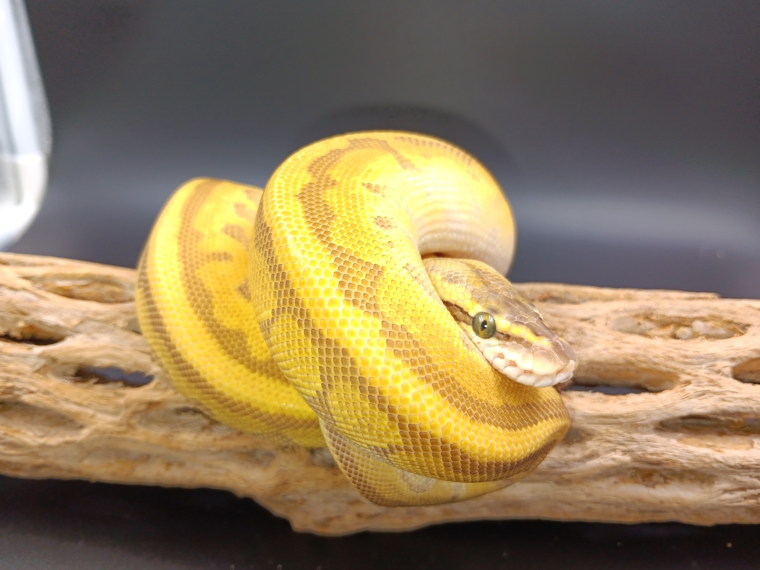 Pinstripe Lesser Pastel Pos Orange Dream Ball Python by Wayward Exotics ...