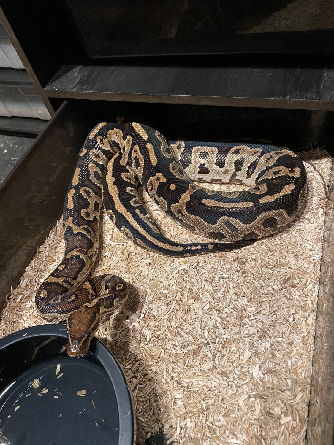 Angry Ball Python by JustProducingRoyals - MorphMarket