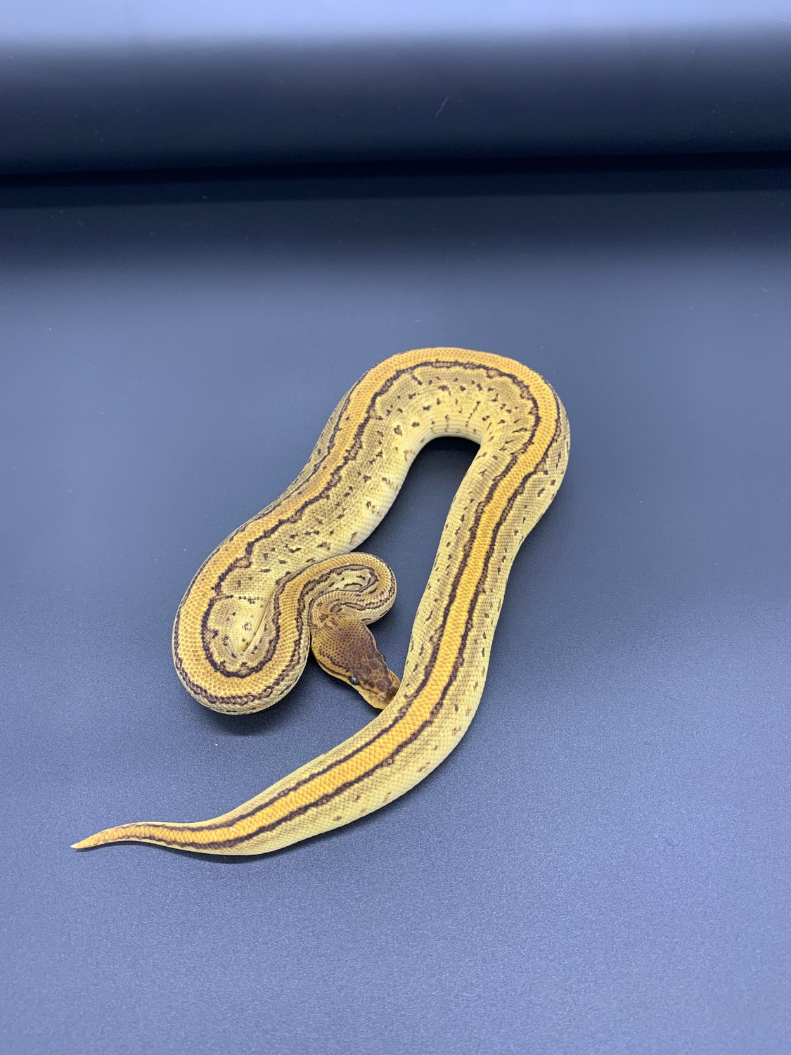 Orange Dream Bongo Pinstripe Yellow Belly/Specter Ball Python by Cold