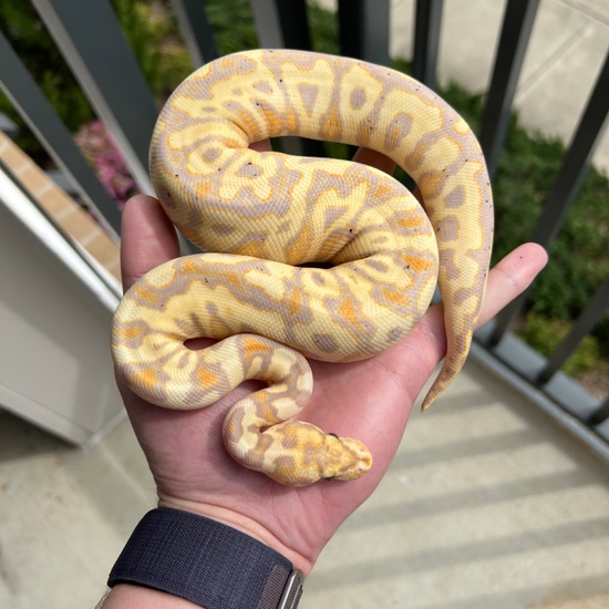 Banana Spotnose Yellow Belly Clown Ball Python by Averted Vision Reptiles