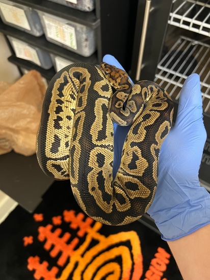 Grim Clown Ball Python by Averted Vision Reptiles