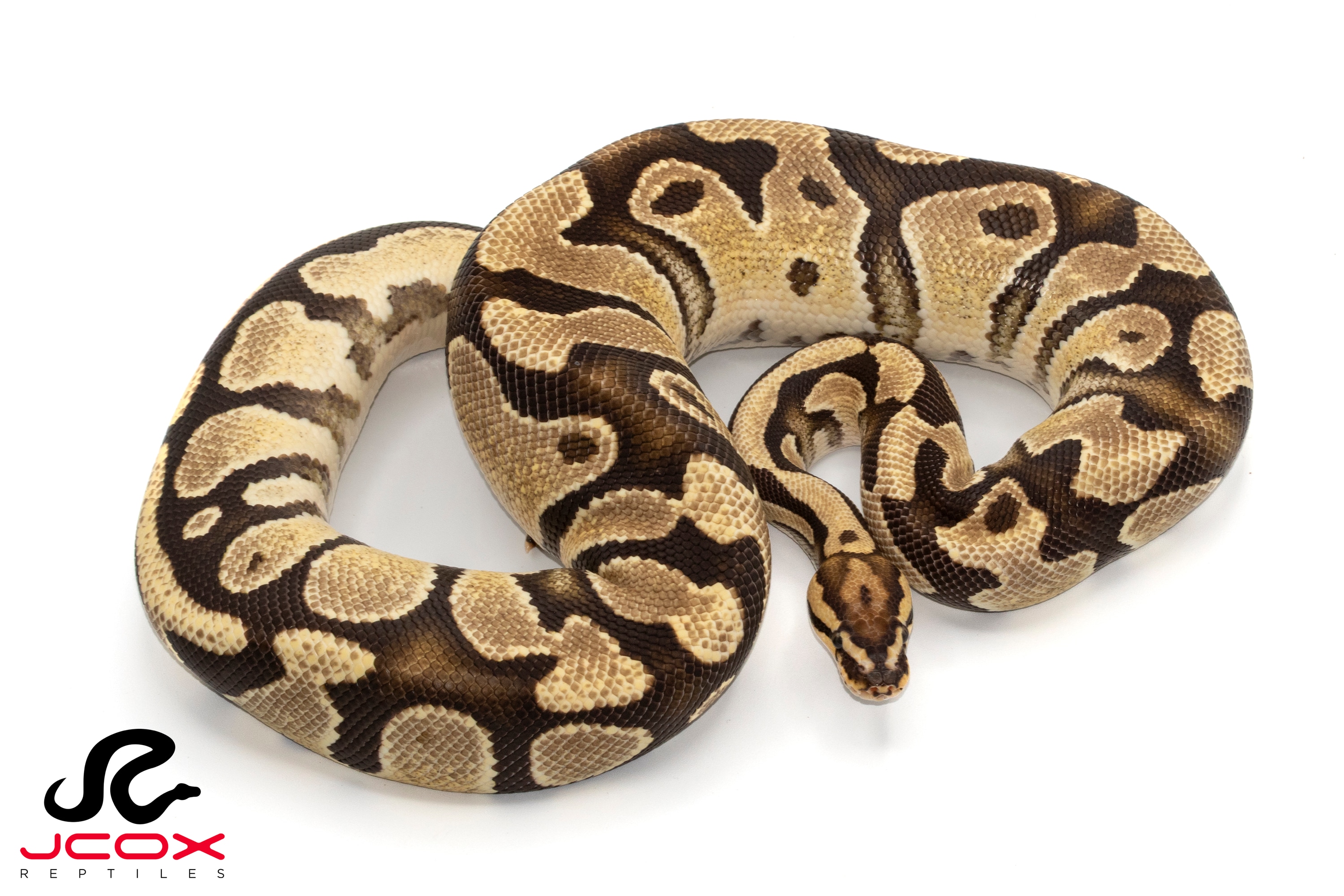 【廃盤】SNAKES,THE QONOS vs SNAKES Pastel GHI Spotnose Spark Ball Python ♂ '25 – Wilbanks