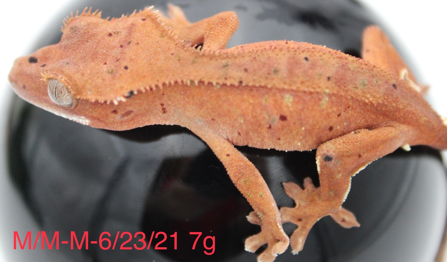 Red Base Confetti Dalmatian Crested Gecko by Vermillion Geckos