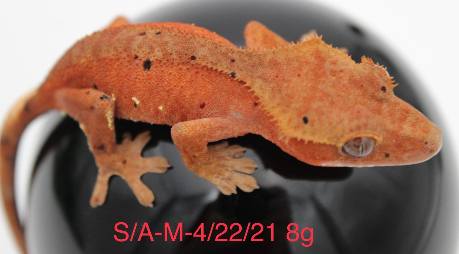 Red Base Confetti Dalmatian Crested Gecko by Vermillion Geckos