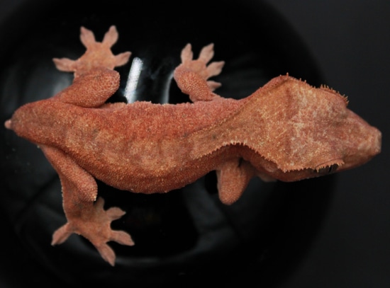 Red Patternless Crested Gecko By Vermillion Geckos