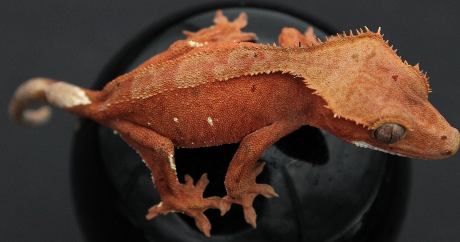 Red Phantom Confetti Dalmatian Crested Gecko by Vermillion Geckos