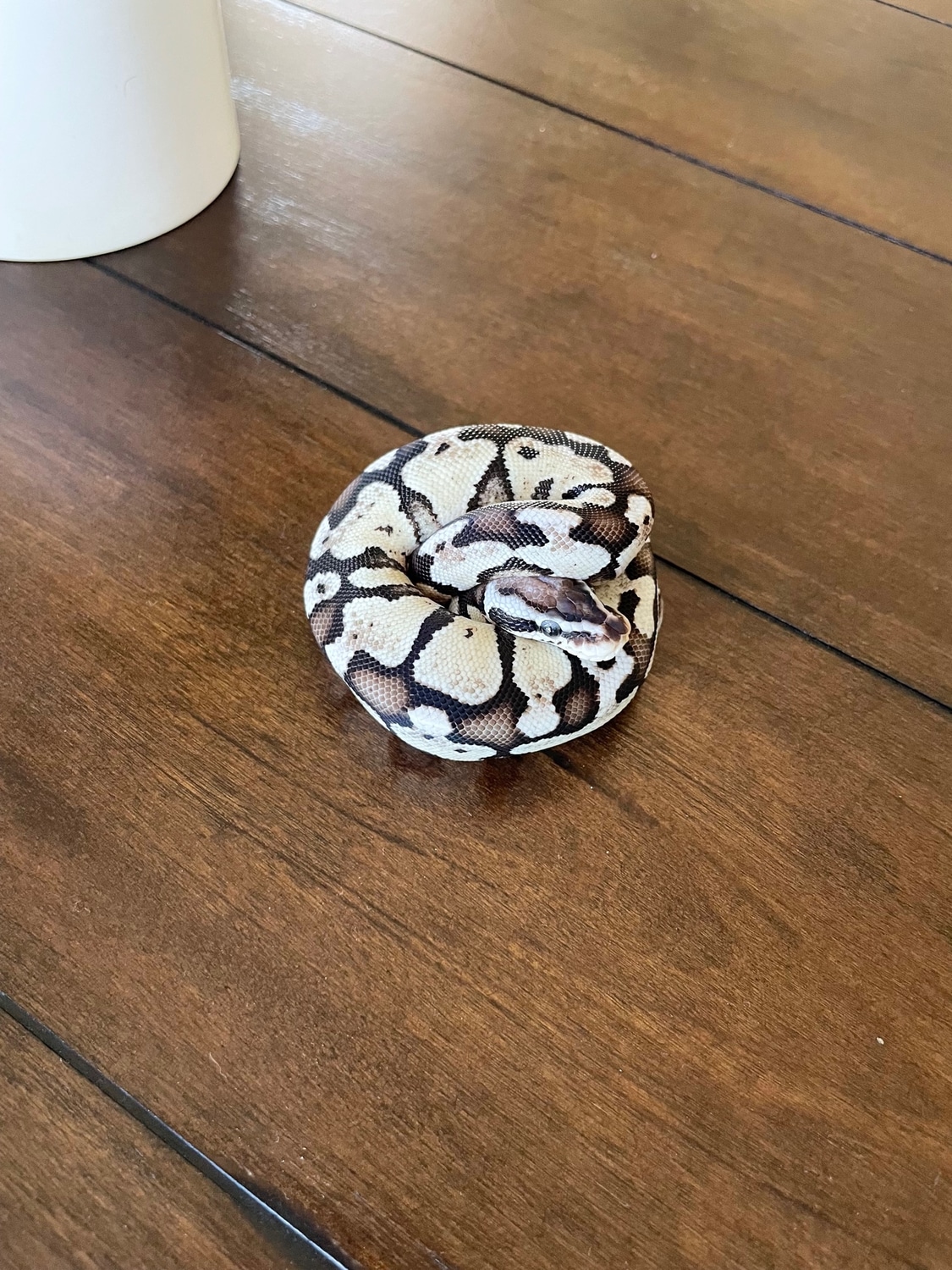 VPI Axanthic FireFly Ball Python by Axanthics Only - MorphMarket