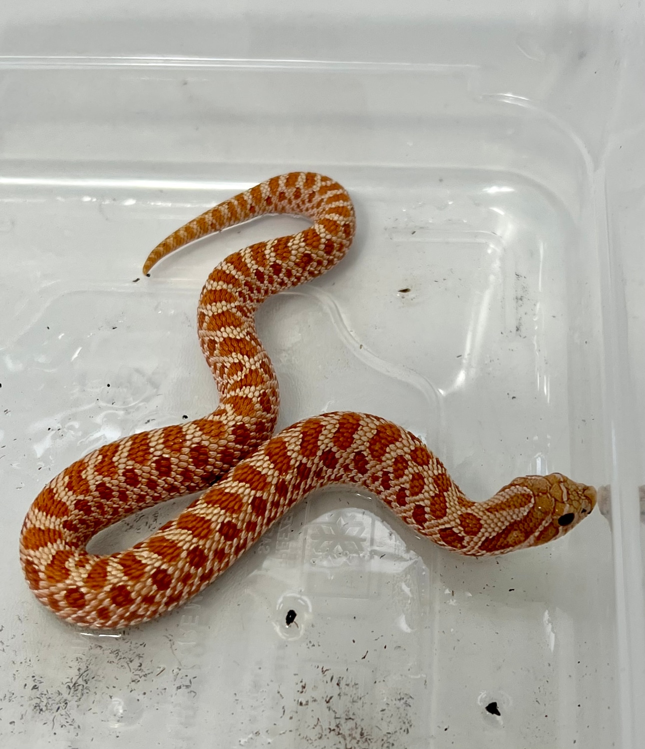 Toffee Belly Western Hognose by Caerbyrn Hognose MorphMarket