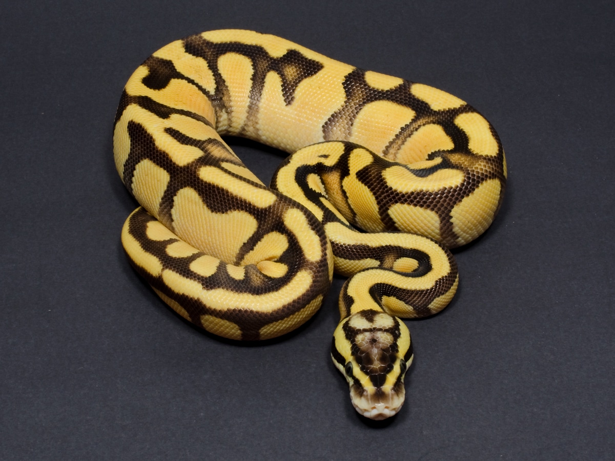 Firefly Enchi Het SK Axanthic Ball Python by JD Constriction - MorphMarket