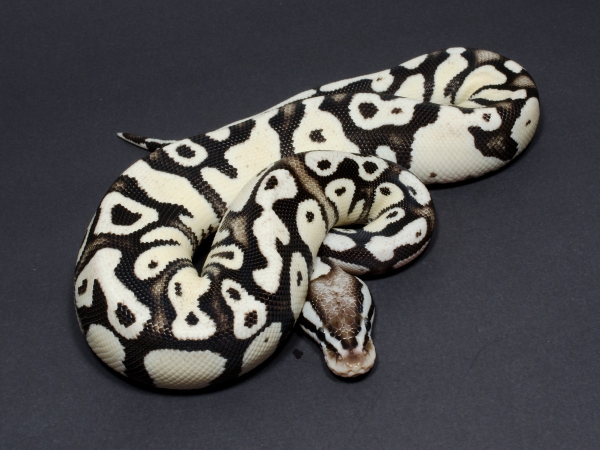 Firefly SK Axanthic Ball Python by JD Constriction - MorphMarket