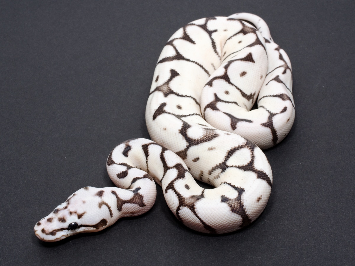 Firebee SK Axanthic Ball Python by JD Constriction - MorphMarket