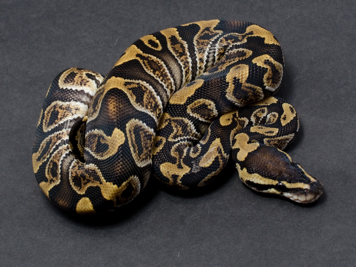 2021 GHI Het SK Axanthic Ball Python by JD Constriction - MorphMarket