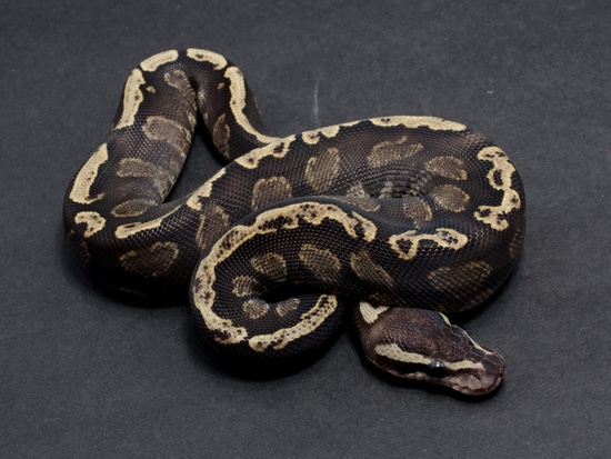 2021 Super GHI Het SK Axanthic Ball Python by JD Constriction