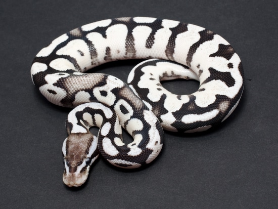 2021 Firefly SK Axanthic Ball Python by JD Constriction