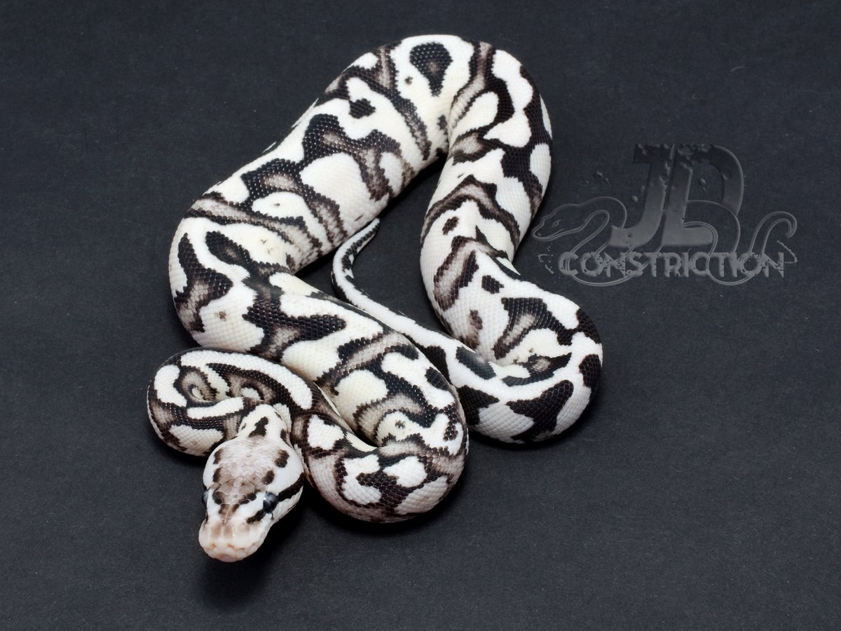 Firefly Yellowbelly SK Axanthic Het Clown Ball Python by JD ...