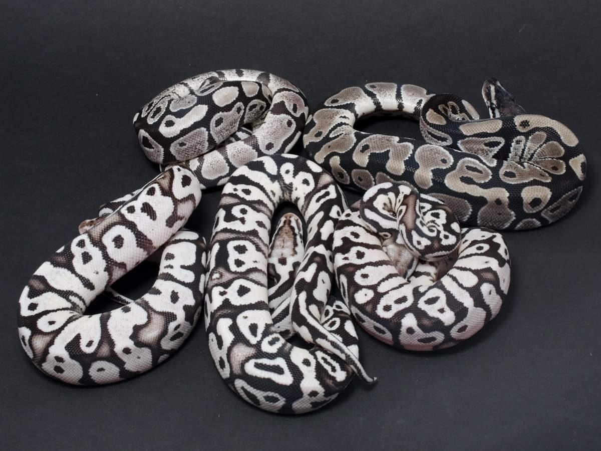 洋書 The Complete Ball Python Amazon | Ball Pythons: A Complete Guide to Python Regius