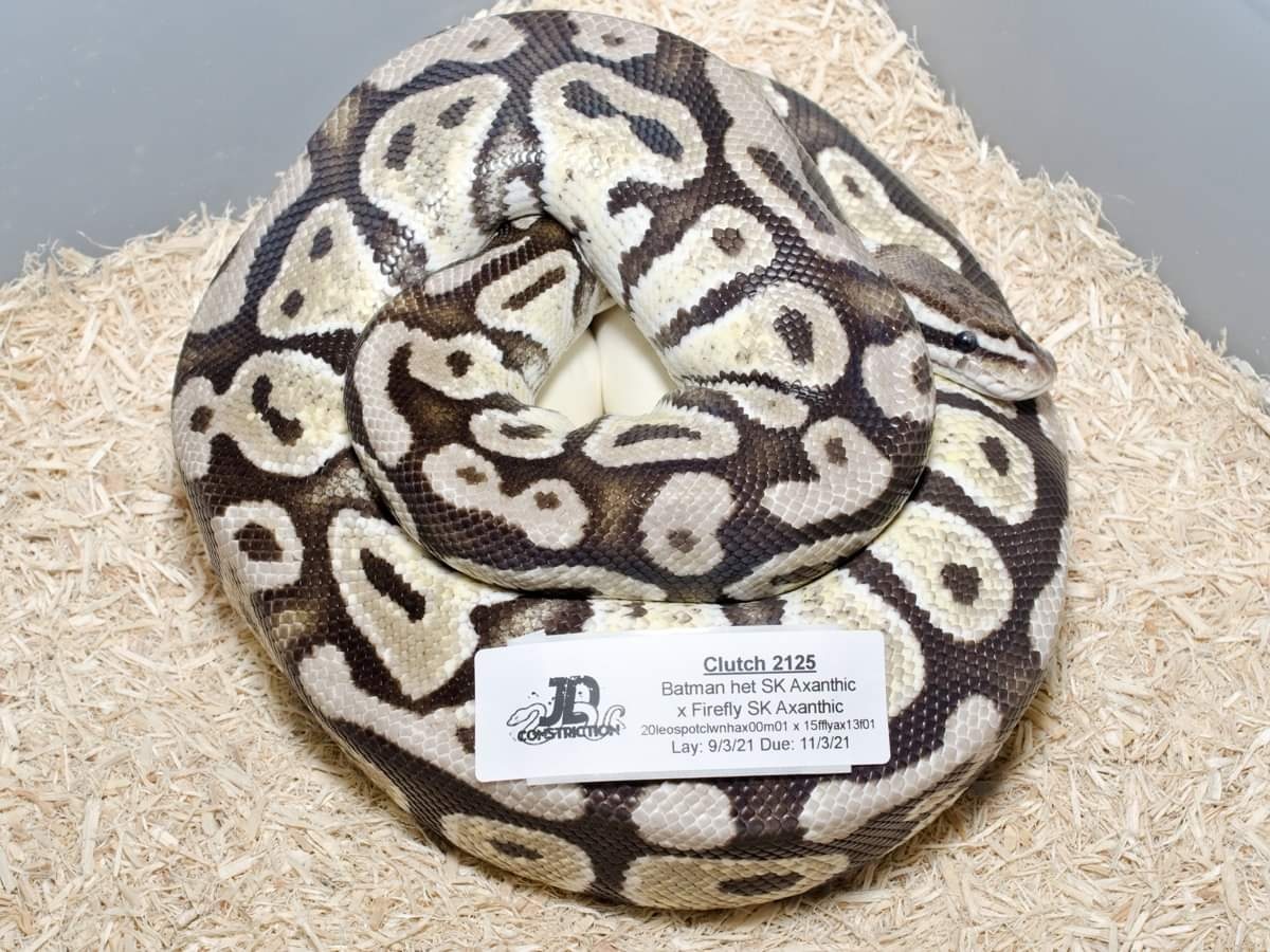 Firefly SK Axanthic Ball Python by JD Constriction - MorphMarket