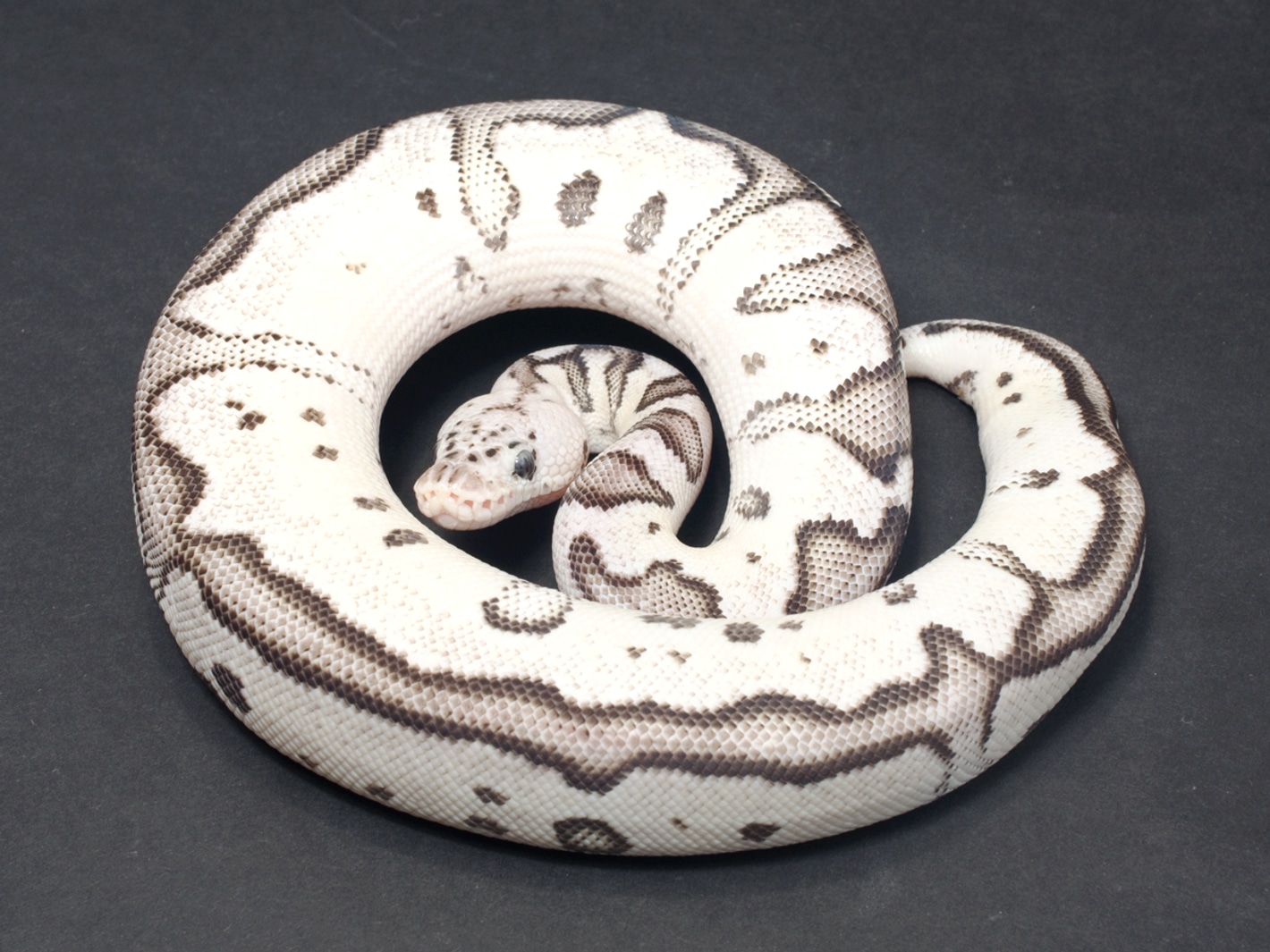 洋書 The Complete Ball Python Amazon | Ball Pythons: A Complete Guide to Python Regius