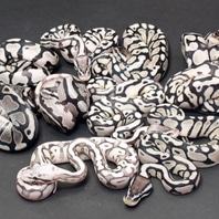 Firefly Axanthic (TSK) Ball Python by JD Constriction - MorphMarket