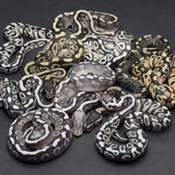 Pastave GHI Axanthic (TSK) Ball Python by JD Constriction - MorphMarket