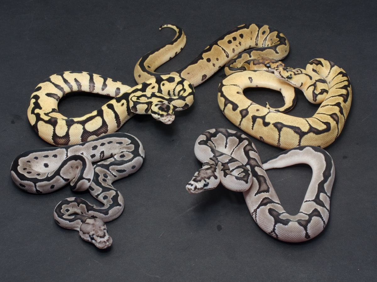 Ball Python Clutch: 2222 by JD Constriction - MorphMarket