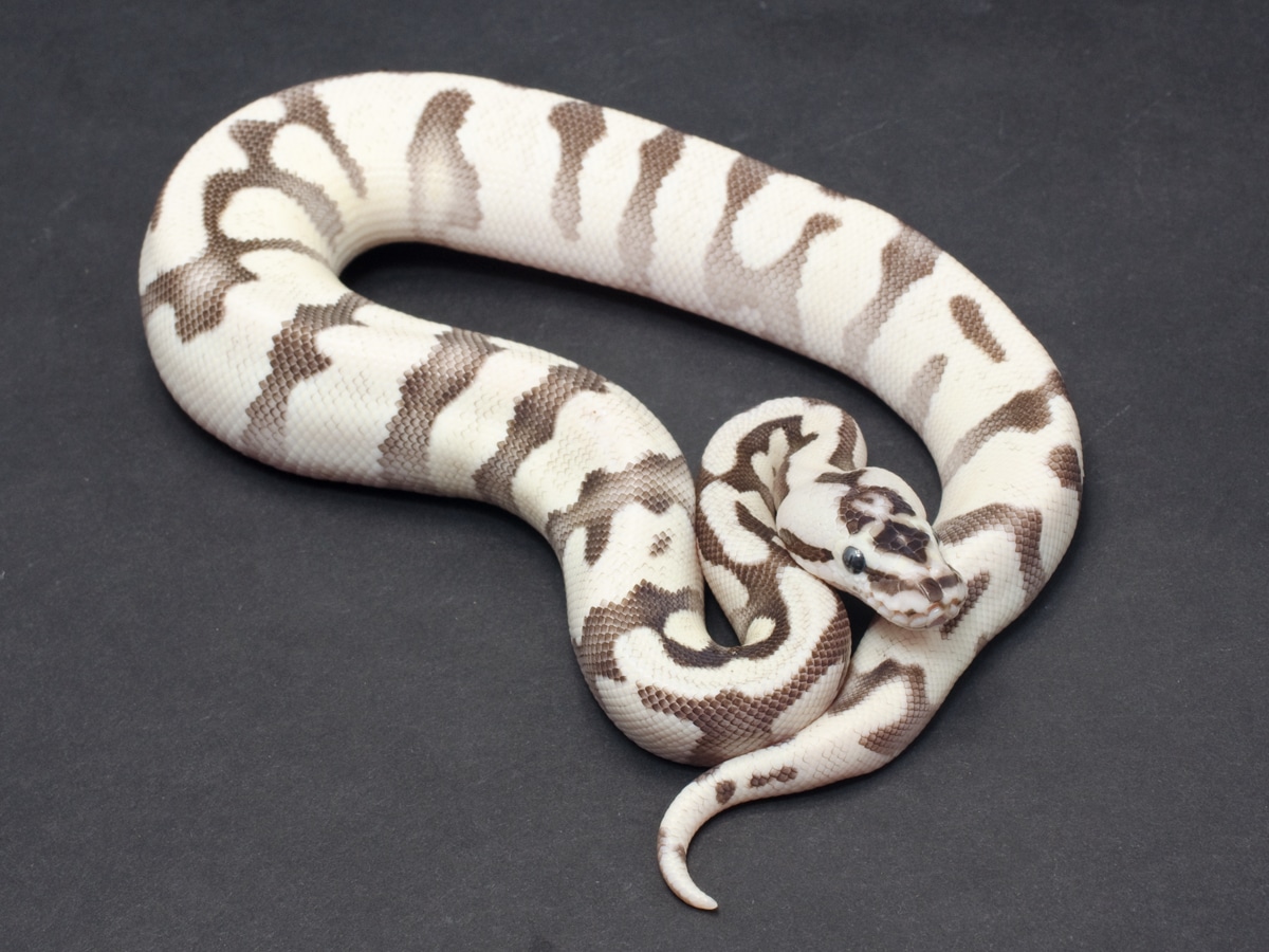 Firefly Super Enchi Axanthic (TSK) Ball Python by JD Constriction ...