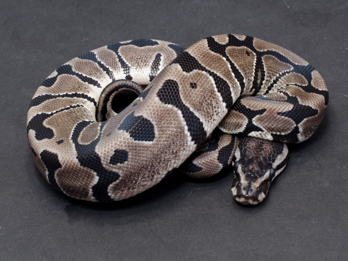 Axanthic (TSK) Ball Python by JD Constriction - MorphMarket