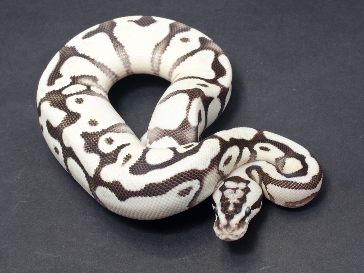 Firefly Enchi Axanthic (TSK) Ball Python by JD Constriction - MorphMarket