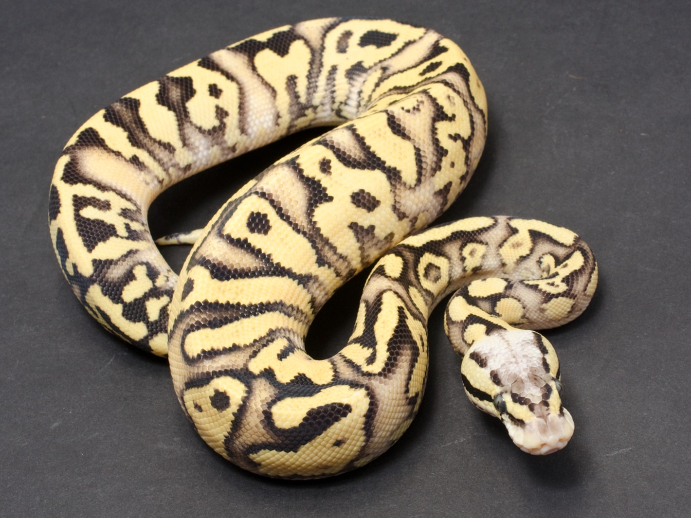 洋書 The Complete Ball Python The Complete Ball Python | NHBS Academic & Professional Books