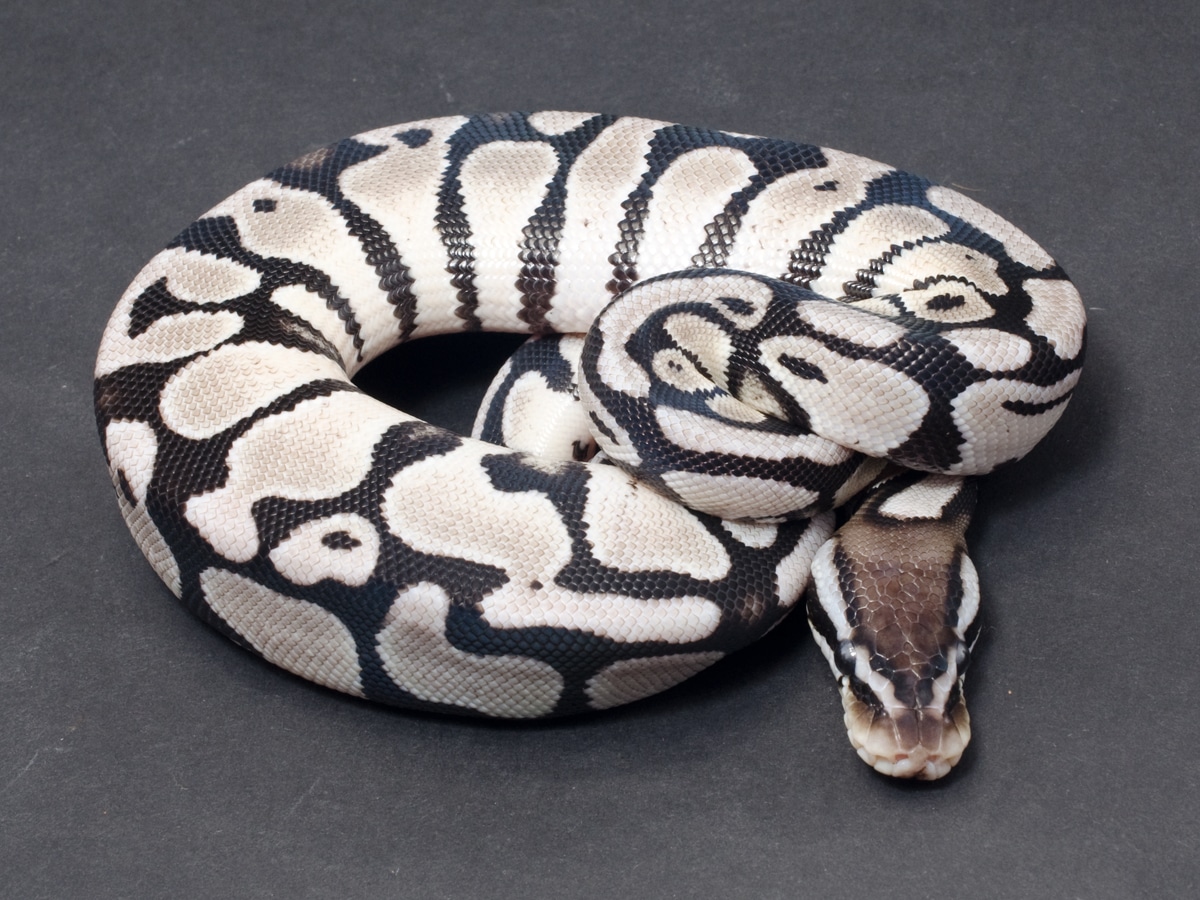 Pastel Axanthic (TSK) Ball Python by JD Constriction - MorphMarket