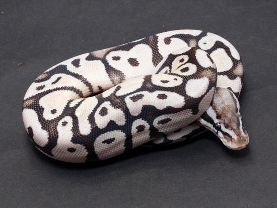 Firefly Axanthic (TSK) Ball Python by JD Constriction