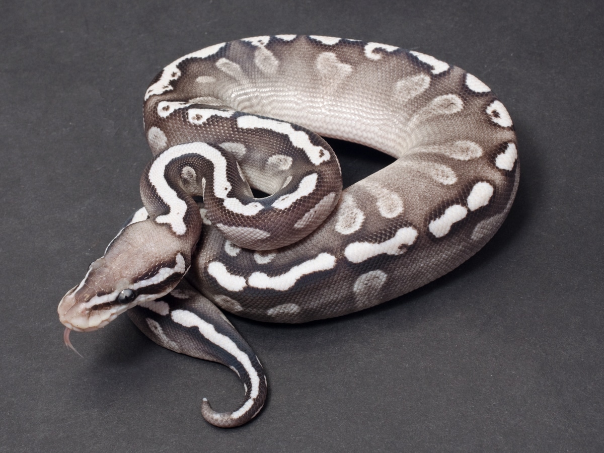 Pastave GHI Axanthic (TSK) Ball Python by JD Constriction - MorphMarket