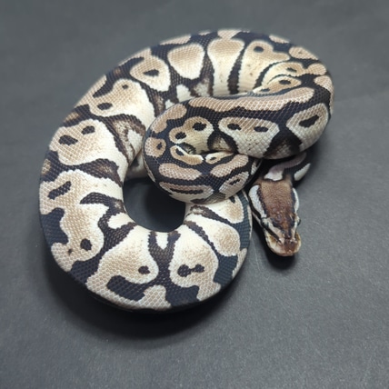 2021 Firefly Axanthic Clown Ball Python by JD Constriction - MorphMarket