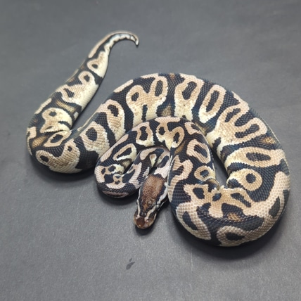 2021 Firefly Axanthic Clown Ball Python by JD Constriction - MorphMarket