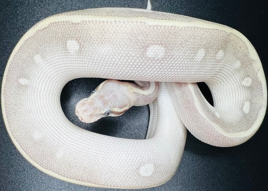 Pastel Purple Passion Ball Python by Ground Breaking Pythons!