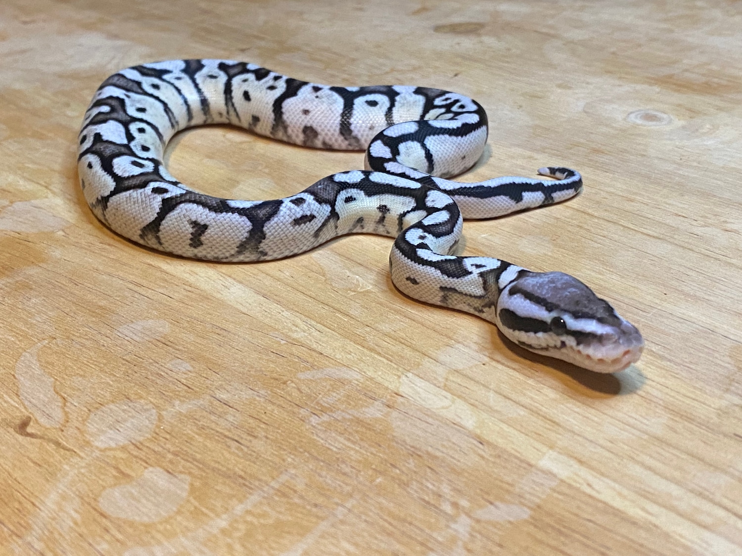 Firefly VPI Axanthic Ball Python by Beauty and the Balls LLC - MorphMarket