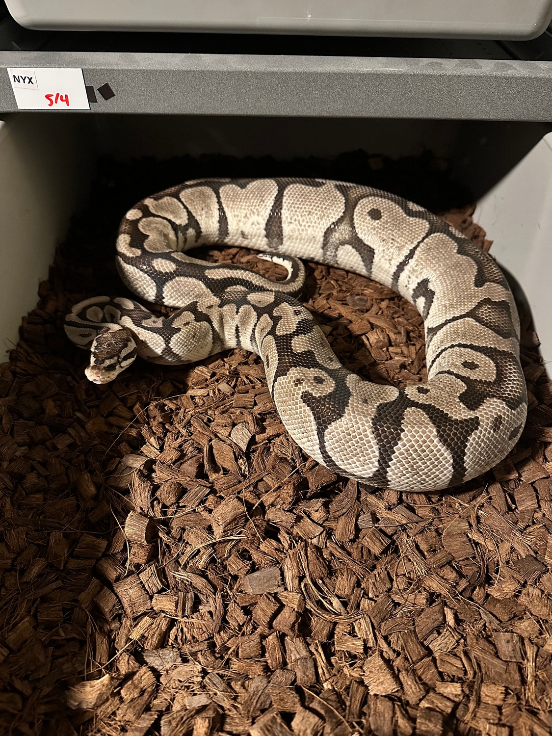 Pastel VPI Axanthic Ball Python by Beauty and the Balls LLC - MorphMarket