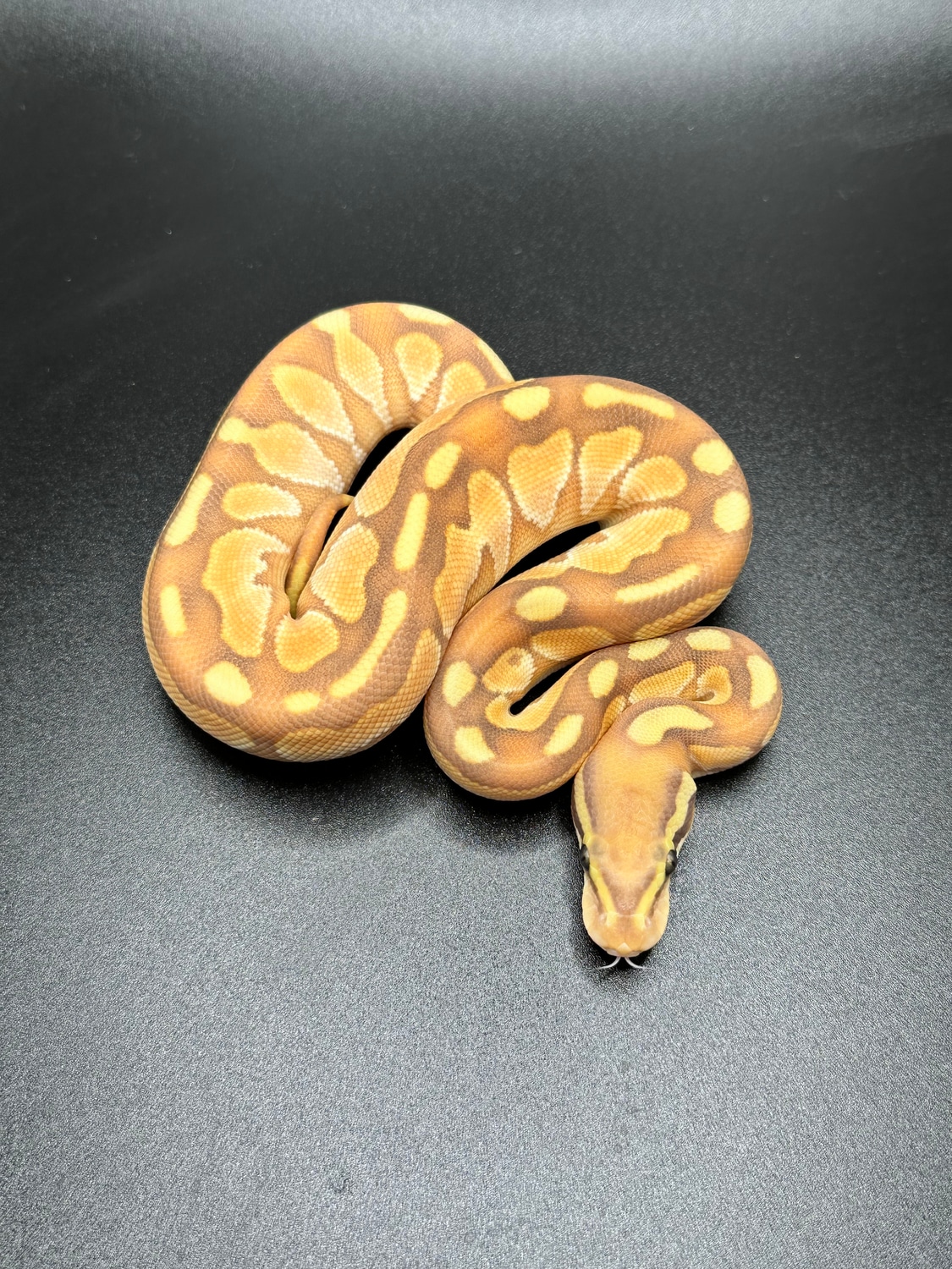 Black Pastel Enchi Banana Lesser Het Desert Ghost Ball Python by Beauty
