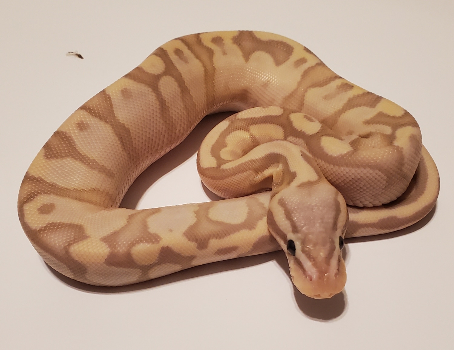 Super Pastel Banana Orange Dream Ball Python by Jr's Python