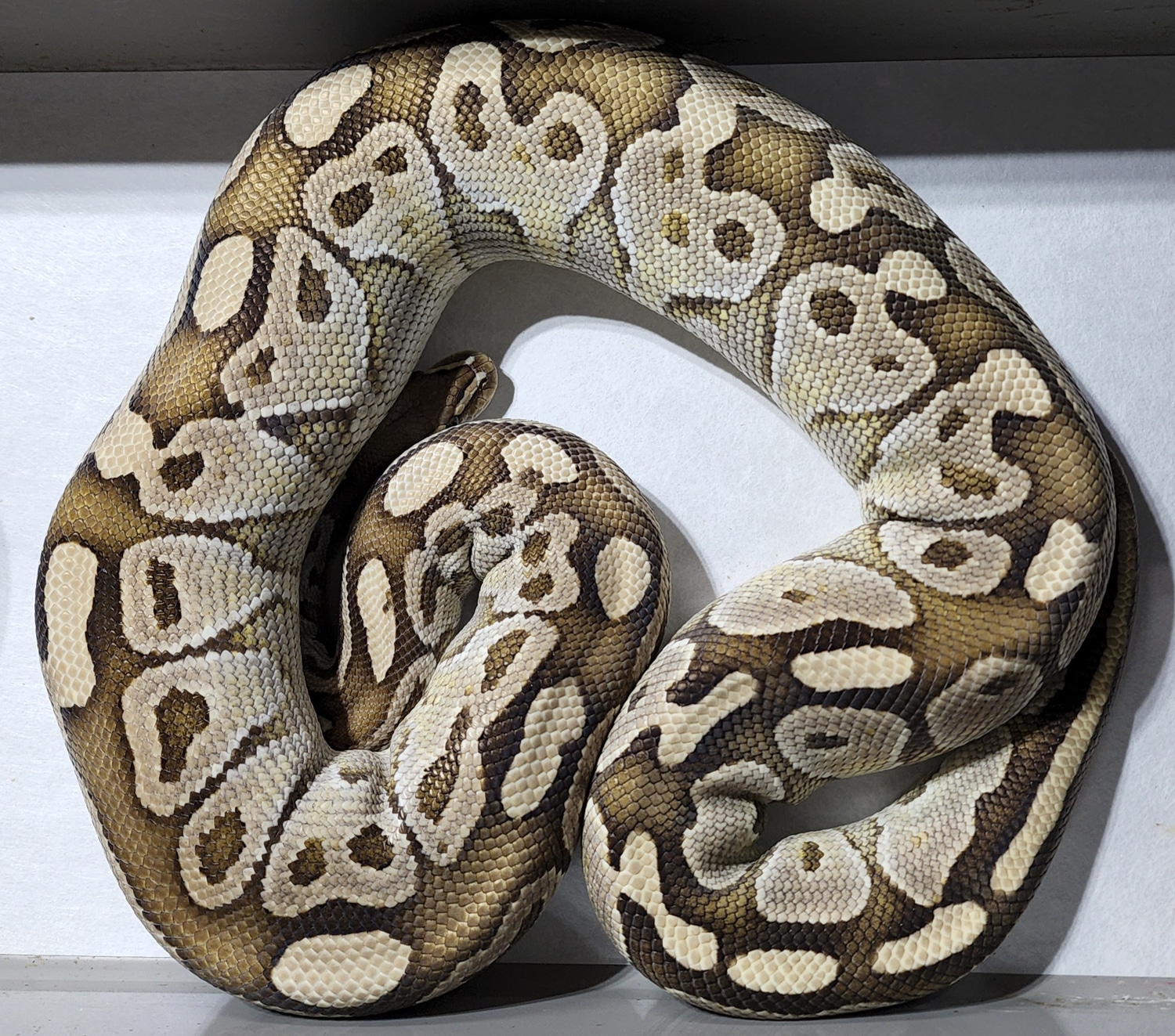 Lesser Het Sunset Ball Python by JDH Reptiles - MorphMarket