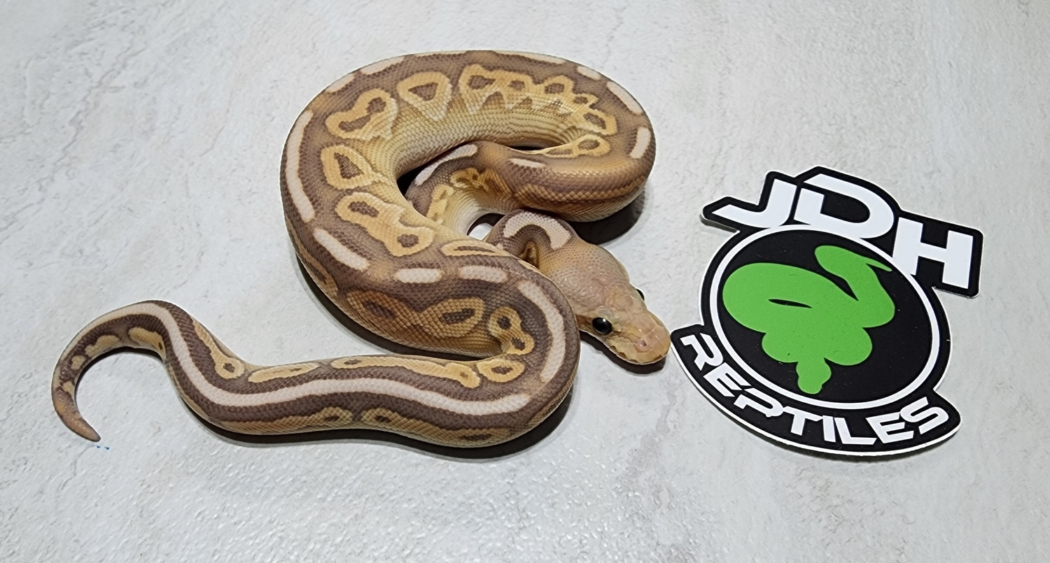 Banana Cinnamon Butter Ball Python by JDH Reptiles MorphMarket