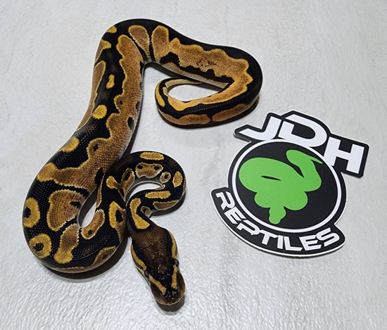 Blackhead Orange Dream Calico Ball Python by JDH Reptiles