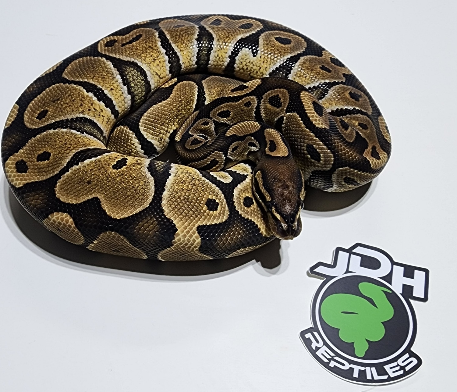 Special Scaleless Head Ball Python by JDH Reptiles - MorphMarket