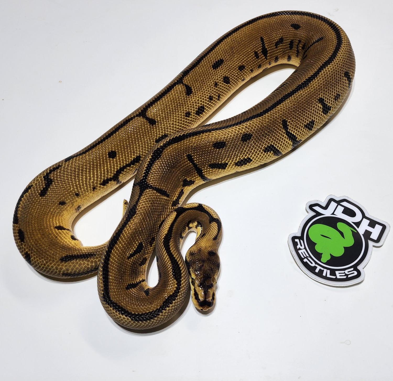 Spider Leopard Pos Super Leopard Ball Python by JDH Reptiles - MorphMarket