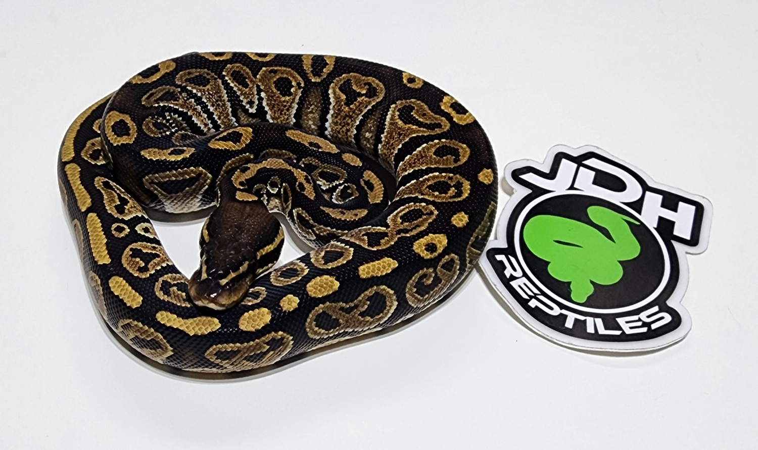 Hurricane Ball Python by JDH Reptiles MorphMarket