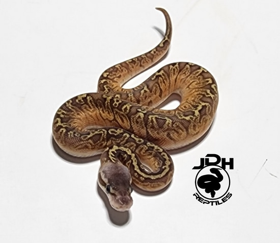 Pastel Sunset Ball Python by JDH Reptiles